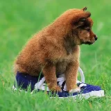 Playful Puppy Outdoor Puzzle